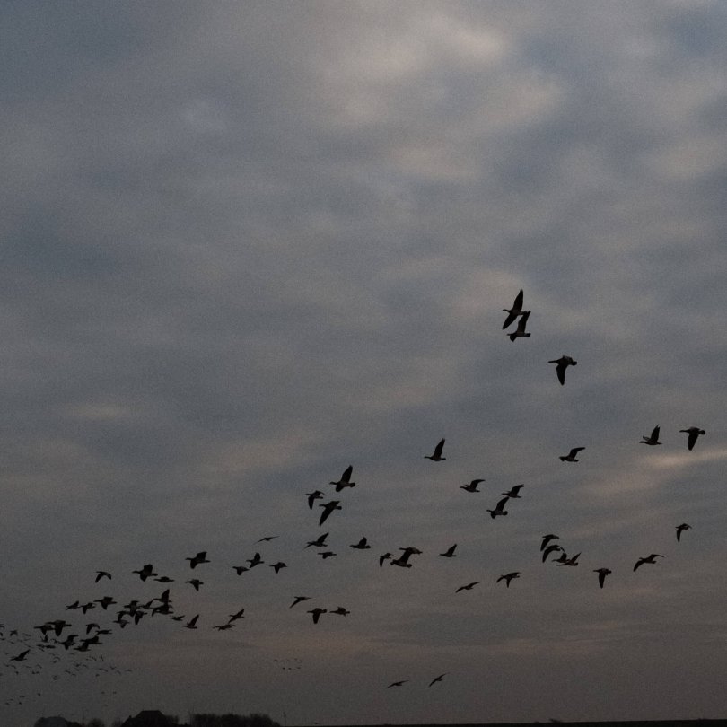 Zu sehen ist ein Vogelschwarm im Sonnenuntergang. Aufgenommen in Westerhever.