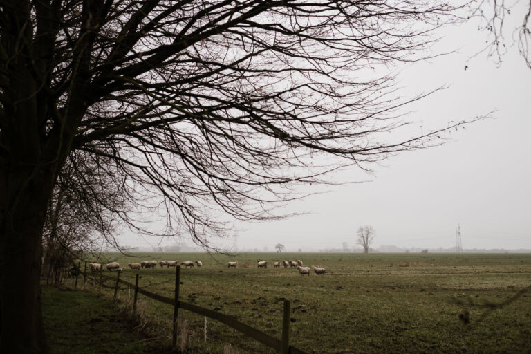 eine große Wiese, auf der Schafe stehen, im Vordergrund steht ein kahler Baum, es ist Winter