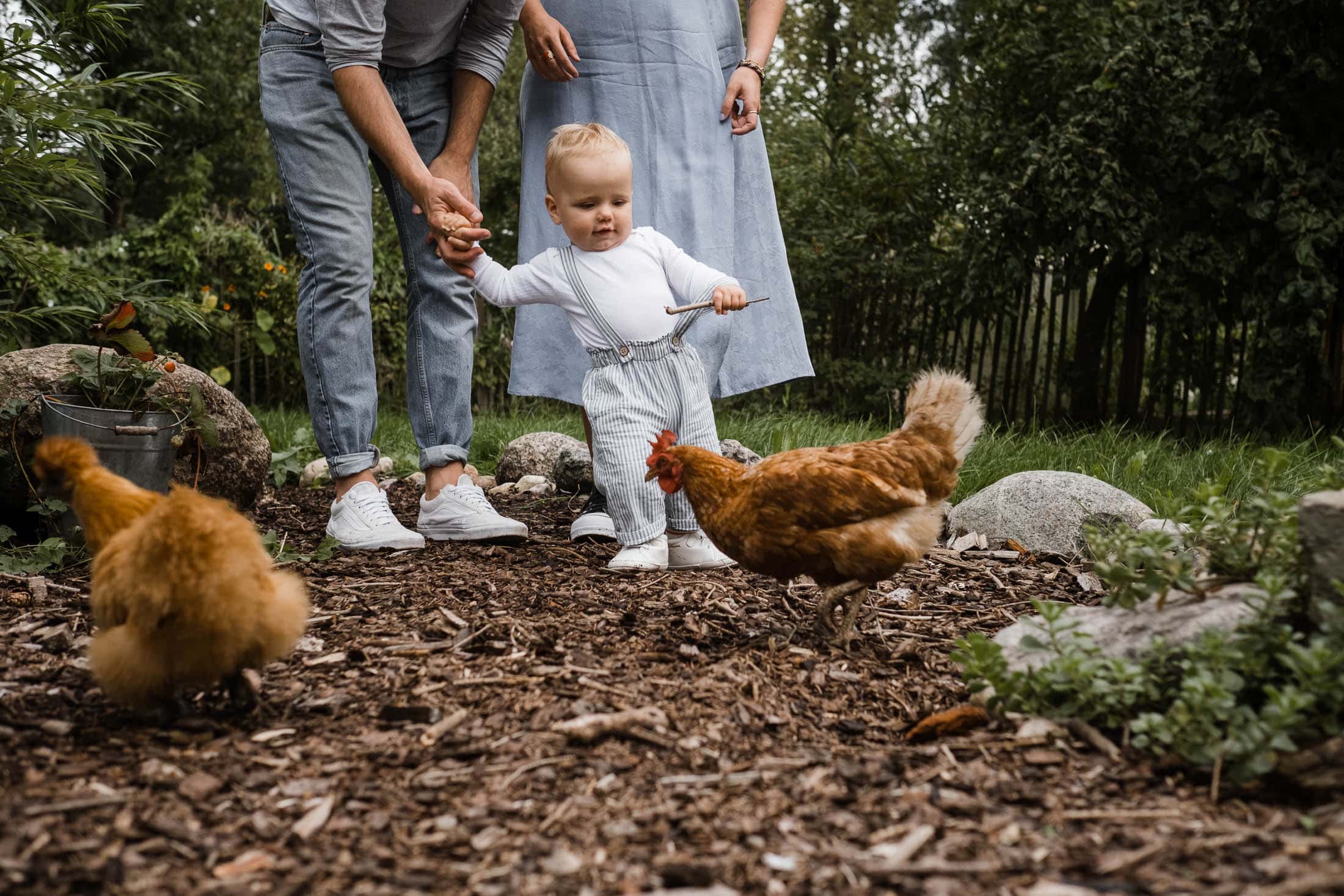 Familienfotografie Hamburg- Familienbilder-Kleinkind spielt mit Huhn