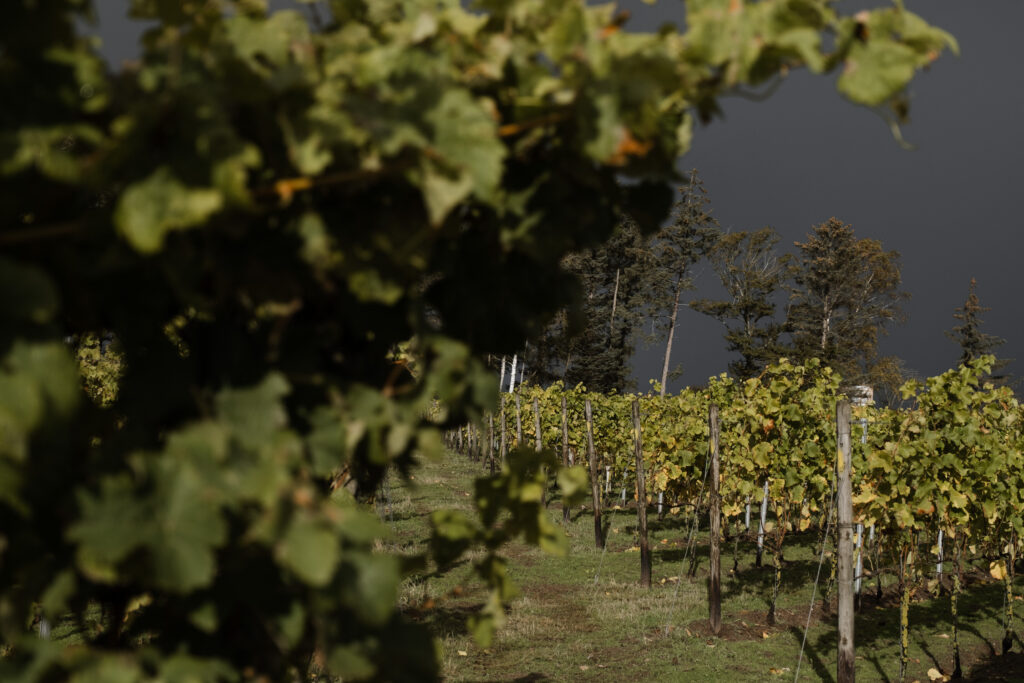 Hochzeitsfotograf Föhr- standesamtliche Trauung- Weingut Waalem- Detailaufnahme Weinreben vor dunklen Wolken